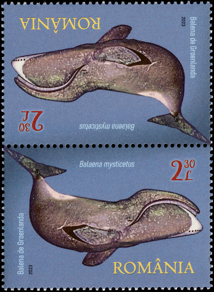 Bowhead Whale (Balaena mysticetus)