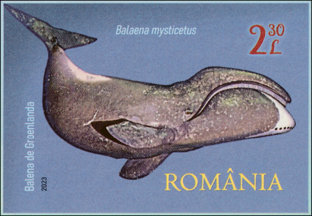 Bowhead Whale (Balaena mysticetus)