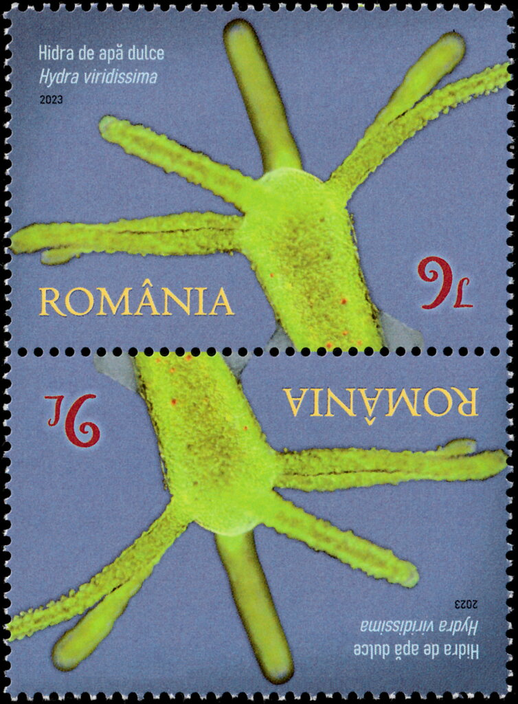 Green Hydra (Hydra viridissima)