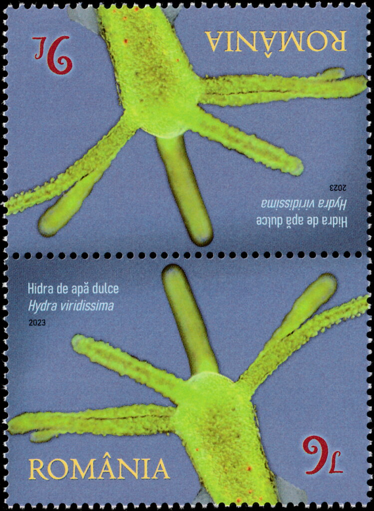 Green Hydra (Hydra viridissima)