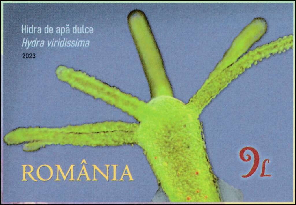 Green Hydra (Hydra viridissima)
