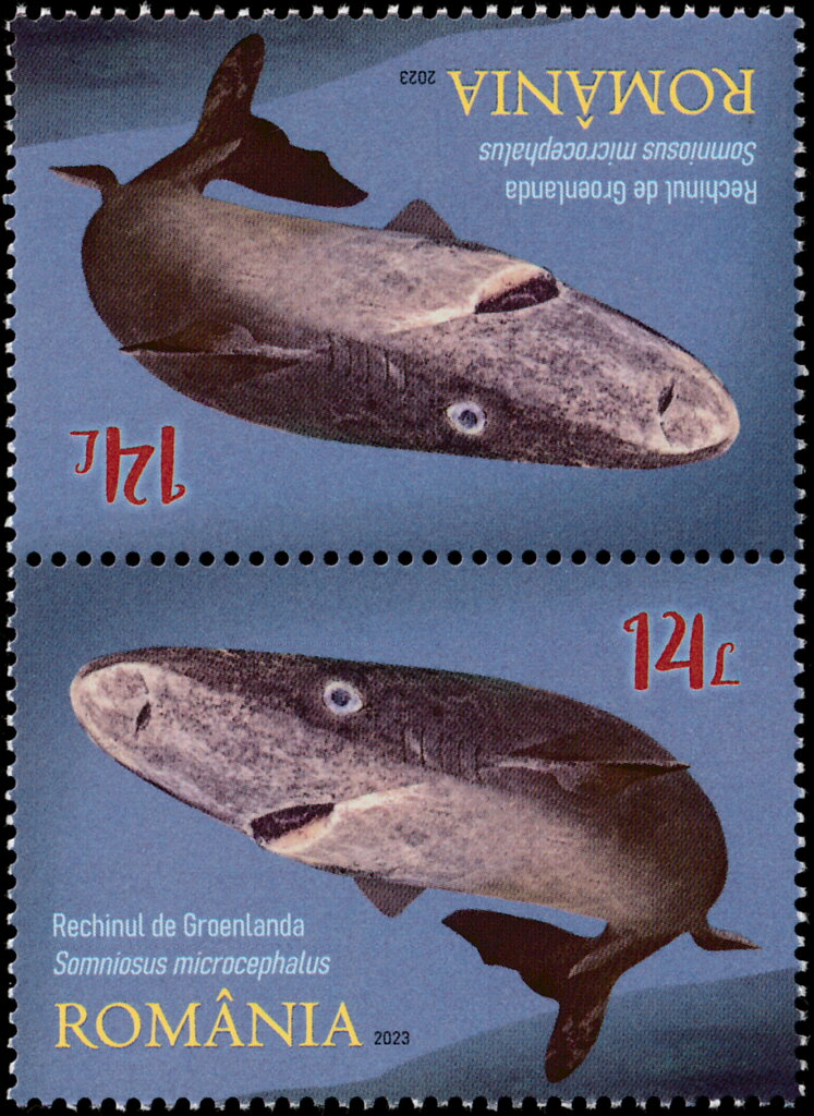 Greenland Shark (Somniosus microcephalus)