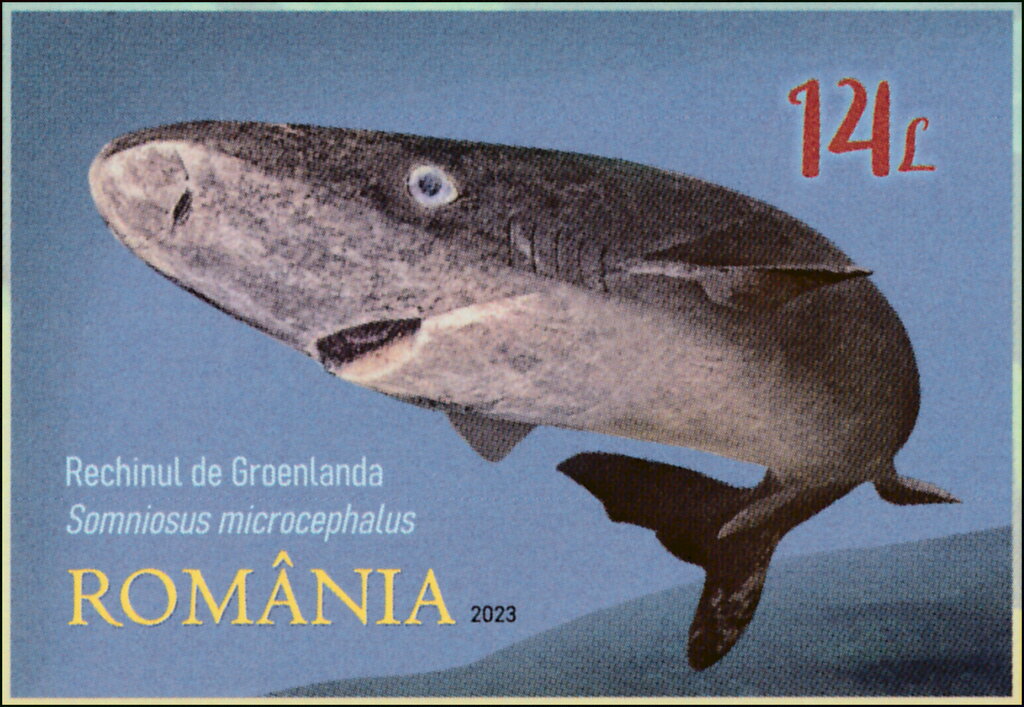 Greenland Shark (Somniosus microcephalus)