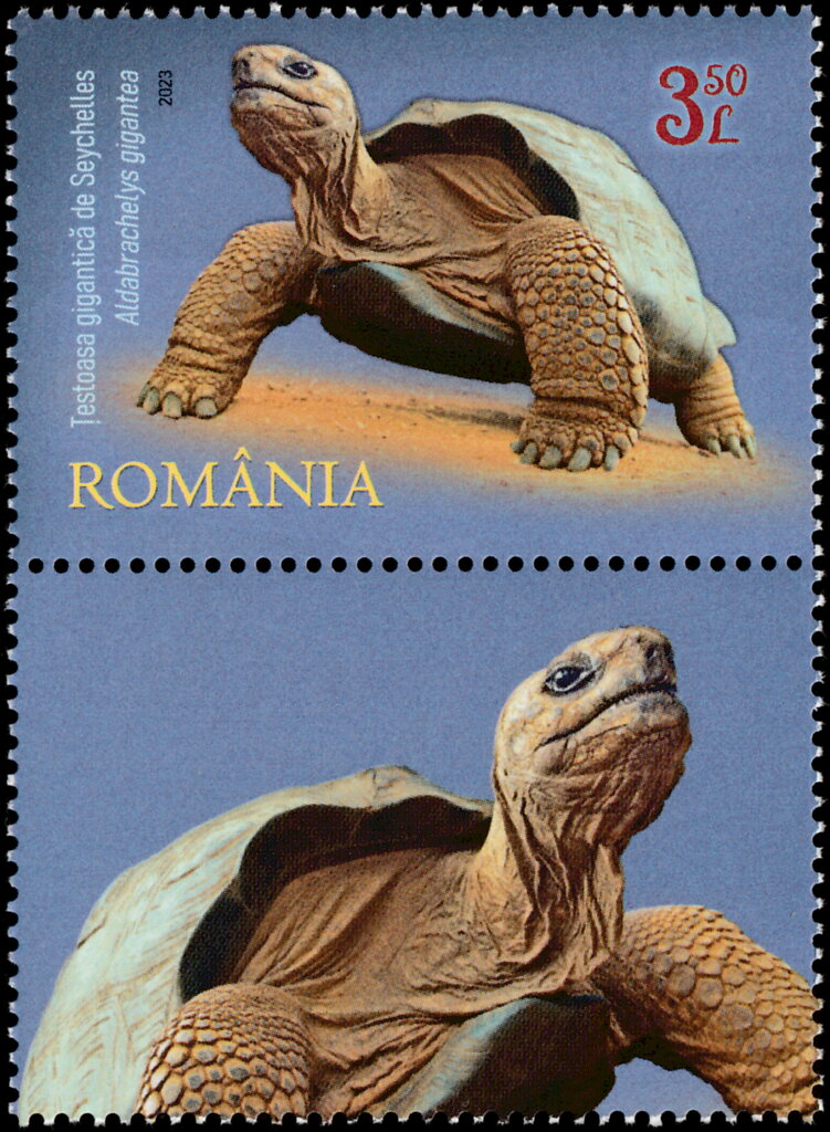 Seychelles Giant Tortoise (Aldabrachelys gigantea)
