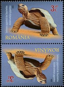 Tete-Beche, Seychelles Giant Tortoise (Aldabrachelys gigantea), Romania,  , Animals (Fauna), Reptiles, Turtles