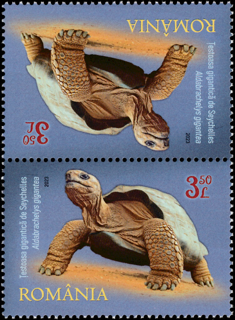 Seychelles Giant Tortoise (Aldabrachelys gigantea)