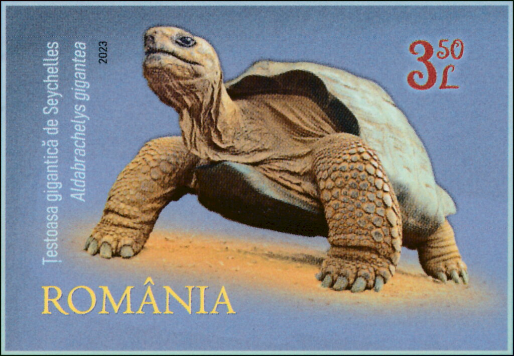 Seychelles Giant Tortoise (Aldabrachelys gigantea)