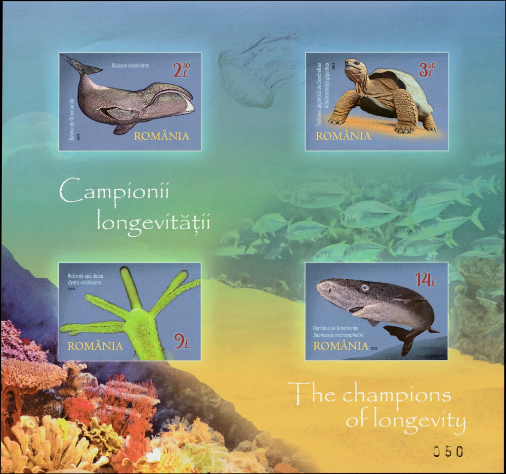 The Champions of Longevity
