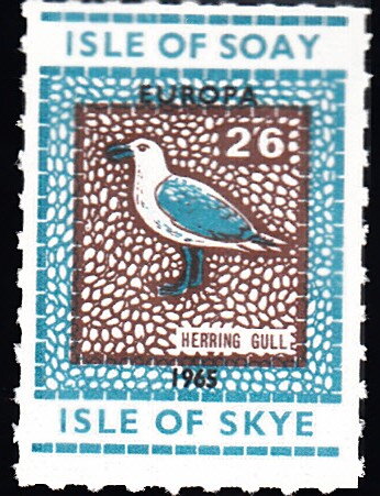 Herring Gull