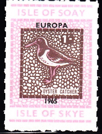 Oyster Catcher