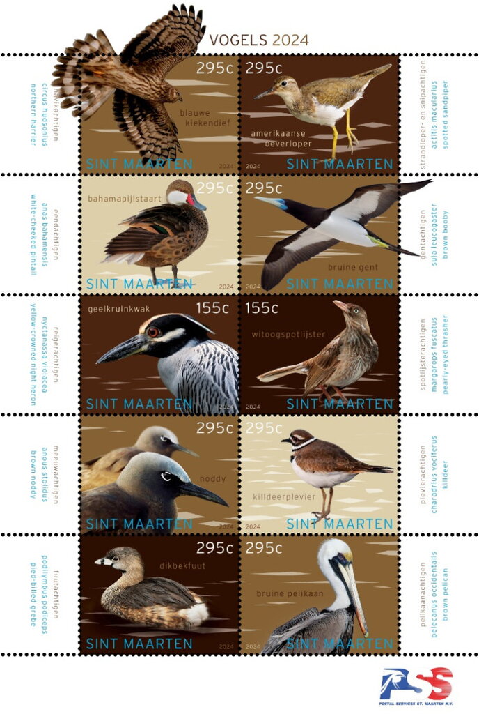 Birds of Sint Maarten