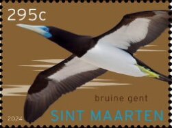 Brown Booby (Sula leucogaster)