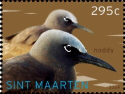 Brown Noddy (Anous stolidus)