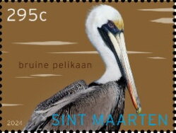 Brown Pelican (Pelecanus occidentalis)