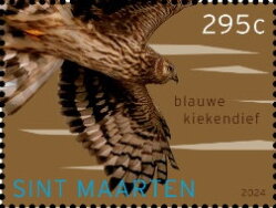 Hen Harrier (Circus cyaneus)