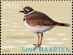 Killdeer (Charadrius vociferus)