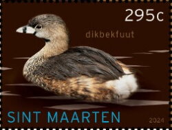 Stamp, Pied-Billed Grebe (Podilymbus podiceps), Sint Maarten,  , Birds