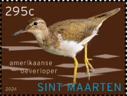 Spotted Sandpiper (Actitis macularius)