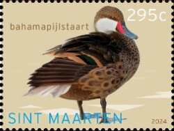 White-Cheeked Pintail (Anas bahamensis)