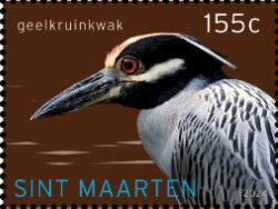 Yellow-Crowned Night Heron (Nyctanassa violacea)