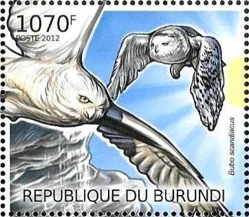Bubo scandiacus