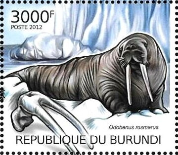 Odobenus rosmarus