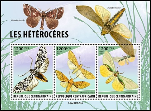 Moths