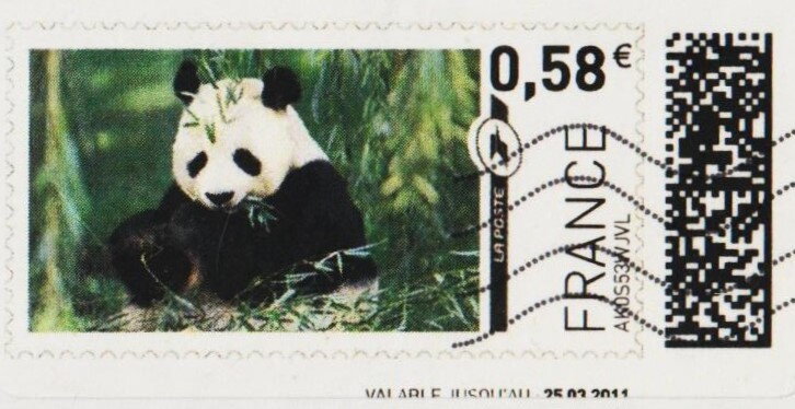 Giant Panda