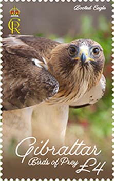 Booted Eagle (Hieraaetus pennatus)