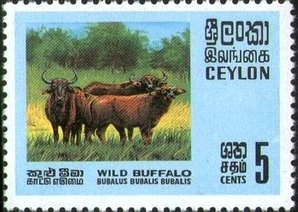 Wild water buffalo (Bubalus arnee)