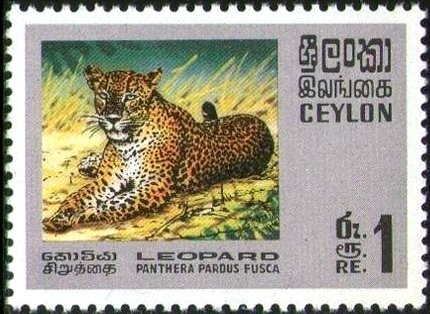 Indian Leopard (Panthera pardus fusca)