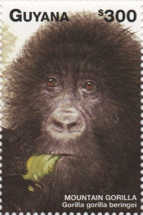 Young Gorilla Eating Leaf