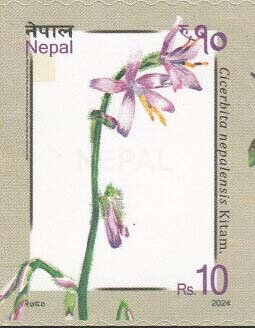 Cicerbita nepalensis