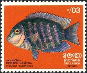 Stamp, Pearlspot Cichlid (Etroplus suratensis), Sri Lanka,  , Fishes