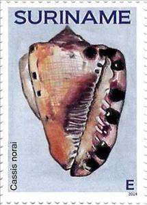 Stamp, Cassis noral, Suriname,  , Shells