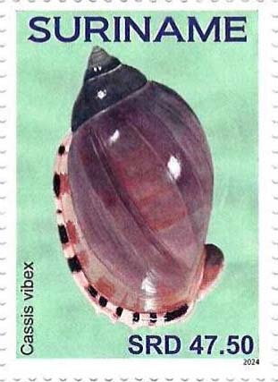 Cassis vibex