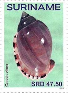 Stamp, Cassis vibex, Suriname,  , Shells
