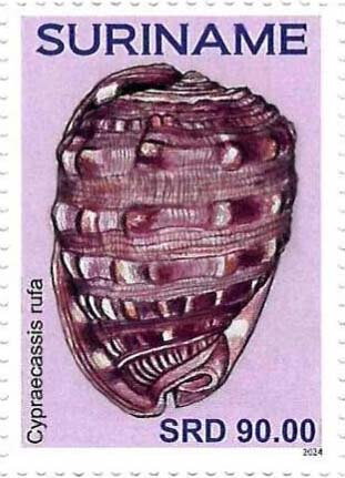 Cypraecassis rufa