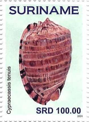Cypraecassis tenuis