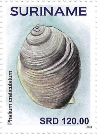 Phalium craticulatum
