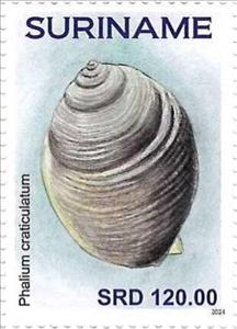Stamp, Phalium craticulatum, Suriname,  , Shells