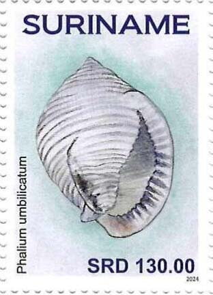 Phalium umbilicatum