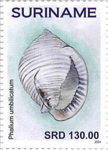 Stamp, Phalium umbilicatum, Suriname,  , Shells