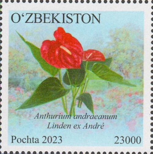 Anthurium andraeanum