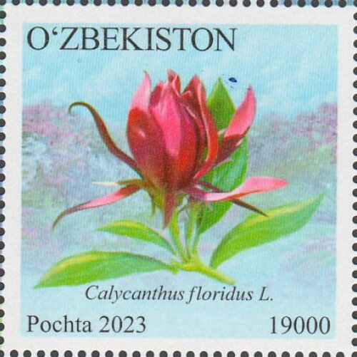 Calycanthus floridus