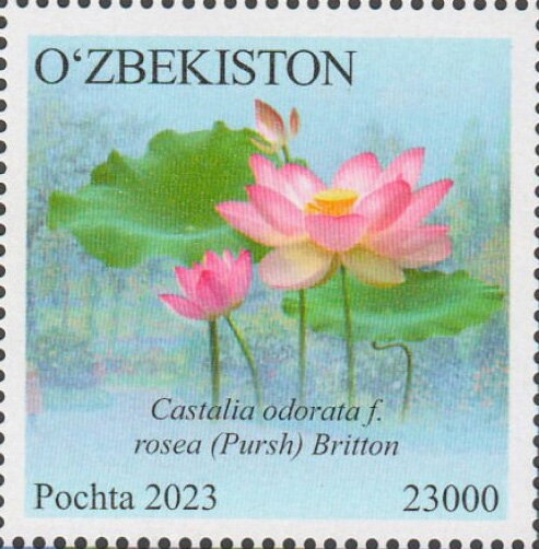 Castalia odorata
