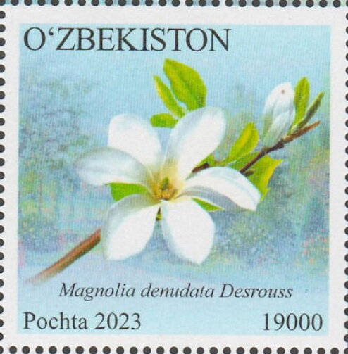 Magnolia denudata Desrouss
