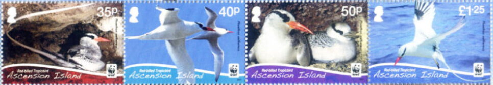 Red-billed Tropicbird (Phaethon aethereus)