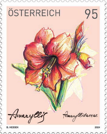 Amaryllis