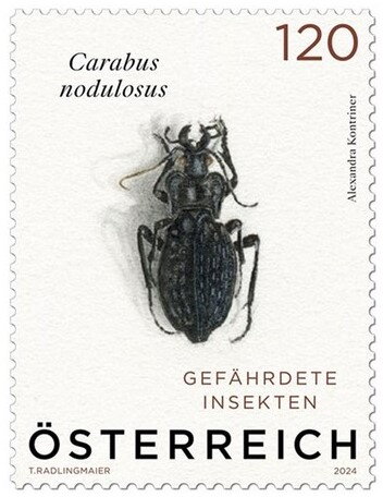 Carabus nodulosus